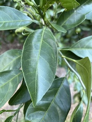 Citrus
