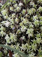 Sphagnum palustre