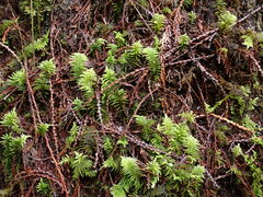 Kindbergia oregana