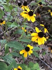 Rudbeckia triloba
