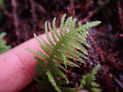 Kindbergia oregana