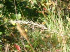 Elymus canadensis