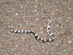 Rhinocheilus lecontei