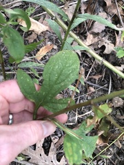 Rudbeckia triloba