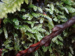 Pseudotaxiphyllum elegans