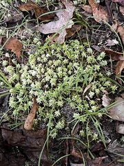 Sphagnum palustre