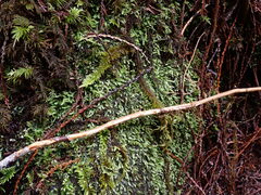 Pseudotaxiphyllum elegans