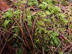 Rhytidiadelphus loreus