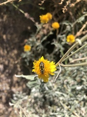 Acmaeodera scalaris