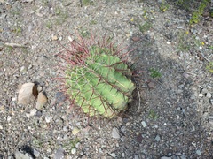 Ferocactus peninsulae
