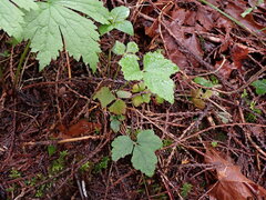 Tiarella trifoliata trifoliata