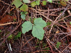 Tiarella trifoliata trifoliata