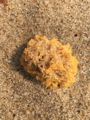 Clathria prolifera
