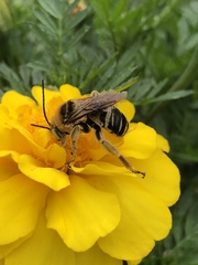 Svastra obliqua obliqua