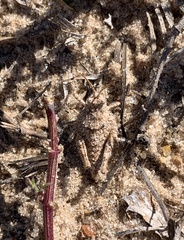 Ommexecha virens