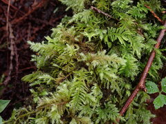 Pseudisothecium stoloniferum