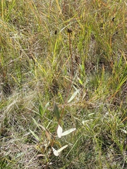 Helianthus pauciflorus