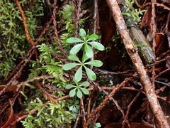 Galium triflorum