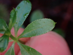 Galium triflorum