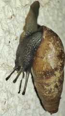 Rumina decollata