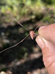 Leiobunum ventricosum