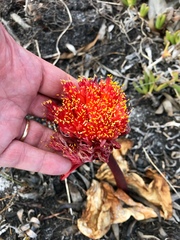 Haemanthus sanguineus