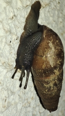 Rumina decollata