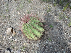 Ferocactus peninsulae