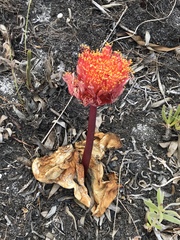 Haemanthus sanguineus
