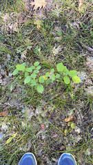 Amelanchier spicata