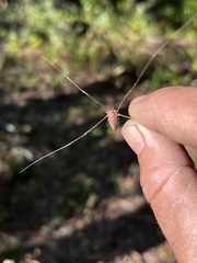 Leiobunum ventricosum