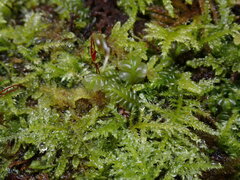 Plagiochila