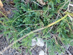 Juniperus horizontalis