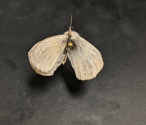 iNaturalist observation photo of Common Ringlet