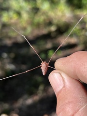 Leiobunum ventricosum