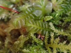 Plagiochila