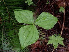 Trillium ovatum ovatum