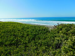 Maytenus phyllanthoides