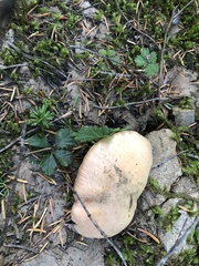 Chroogomphus tomentosus