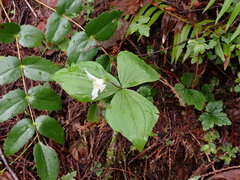 Trillium ovatum ovatum