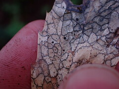 Coccomyces dentatus