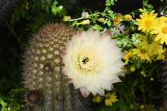 Trichocereus chiloensis litoralis