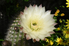 Trichocereus chiloensis litoralis
