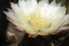 Trichocereus chiloensis litoralis
