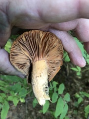 Chroogomphus tomentosus