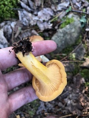 Cantharellus enelensis