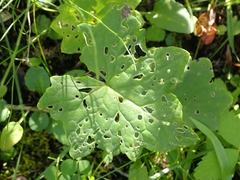 Petasites frigidus