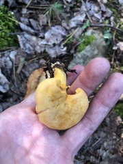 Cantharellus enelensis