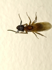 Camponotus atriceps