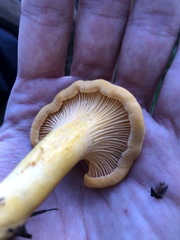 Cantharellus enelensis